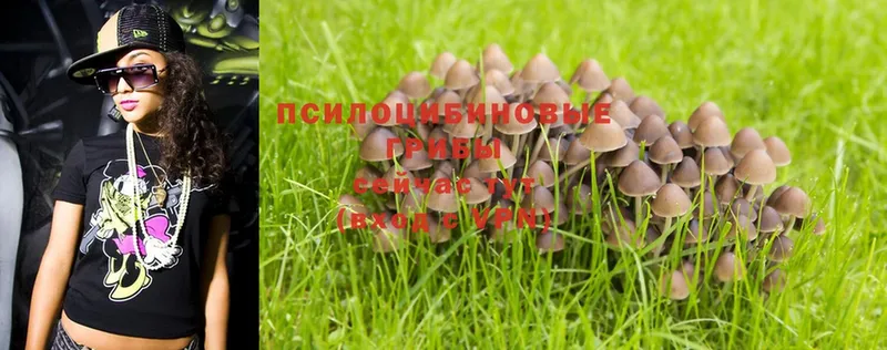 хочу наркоту  Красногорск  Галлюциногенные грибы Psilocybe 