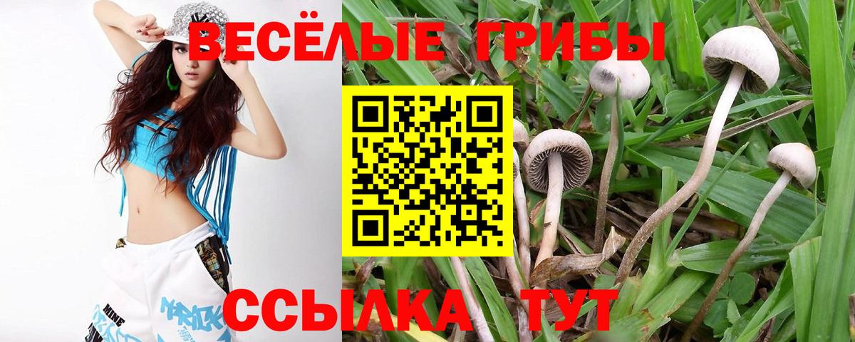 Псилоцибиновые грибы Cubensis Красногорск